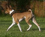 Basenji www.Dogobundi.de(1032)